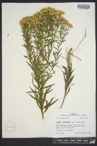 Euthamia leptocephala image