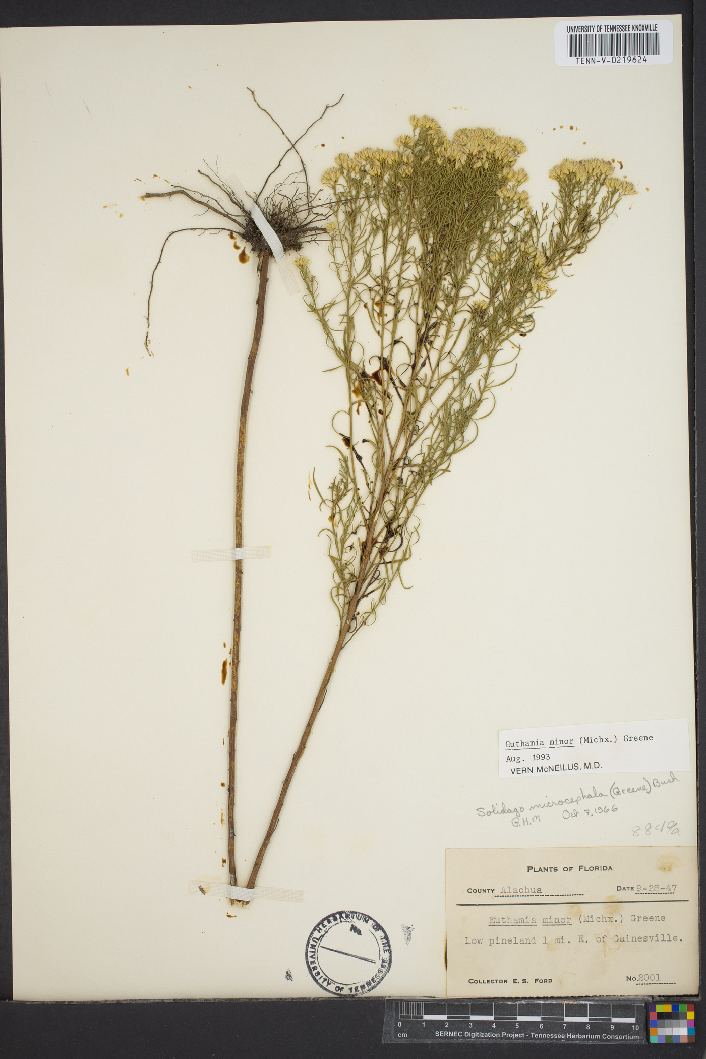 Euthamia minor image