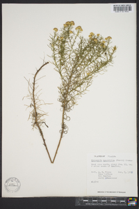 Euthamia tenuifolia image