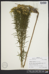 Euthamia tenuifolia image