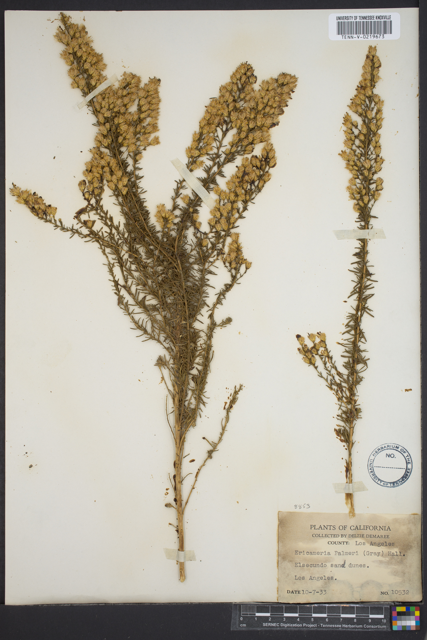 Ericameria palmeri image