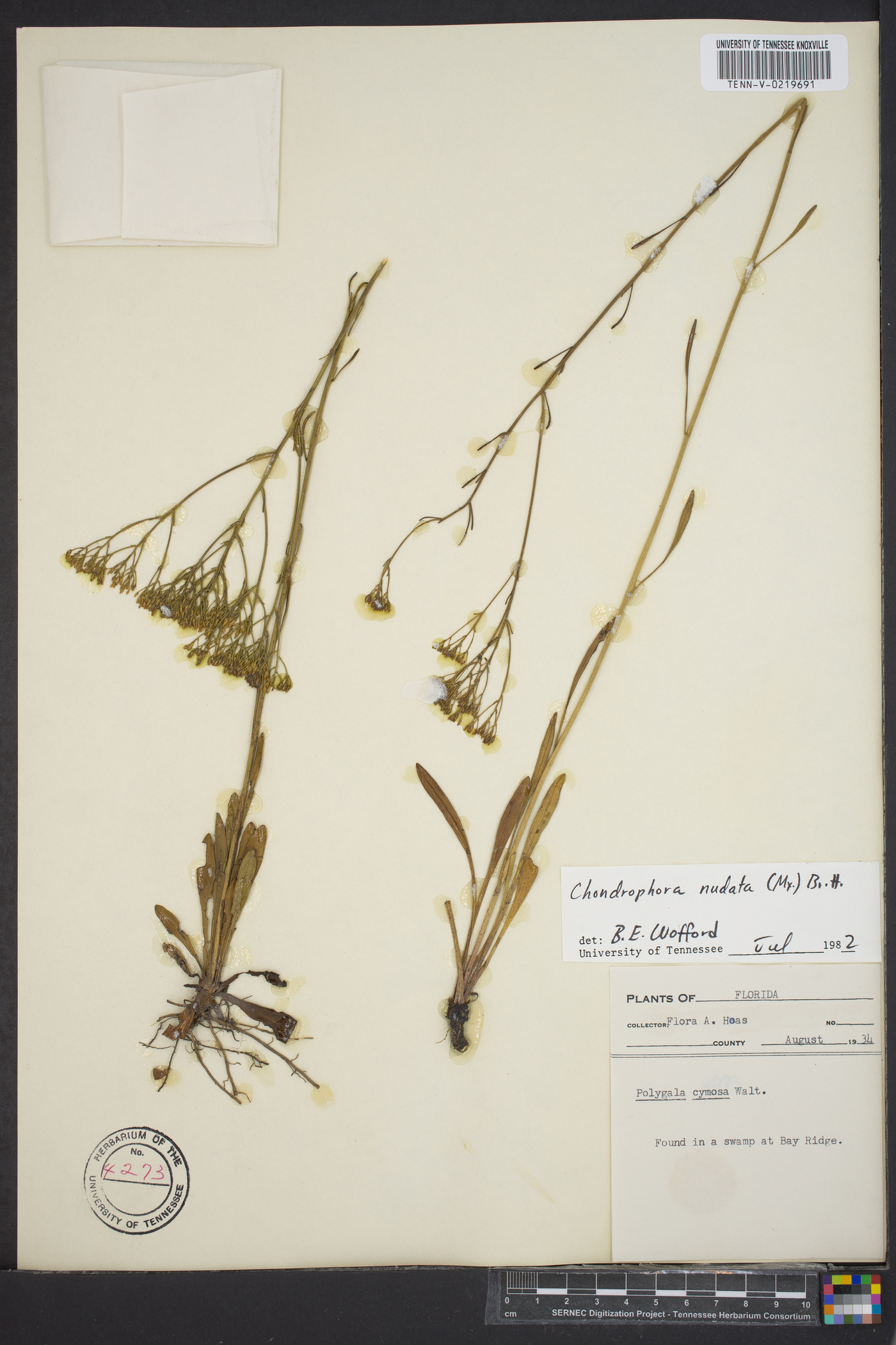 Chondrophora nudata image