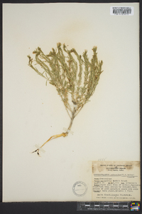 Chrysothamnus viscidiflorus subsp. puberulus image