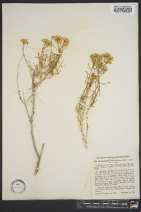 Chrysothamnus viscidiflorus var. stenophyllus image