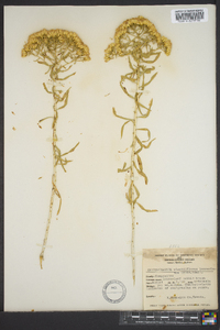 Chrysothamnus viscidiflorus subsp. lanceolatus image