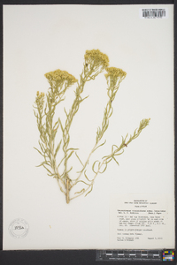 Chrysothamnus viscidiflorus subsp. lanceolatus image