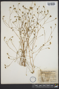 Lessingia hololeuca image