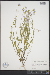 Bellis integrifolia image