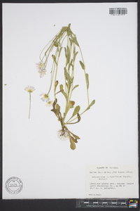 Bellis integrifolia image