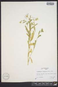 Astranthium integrifolium image