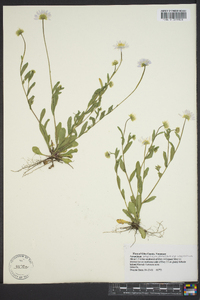 Astranthium integrifolium image