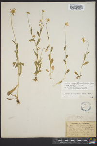 Astranthium integrifolium subsp. integrifolium image