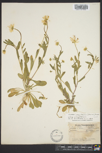 Astranthium integrifolium subsp. integrifolium image