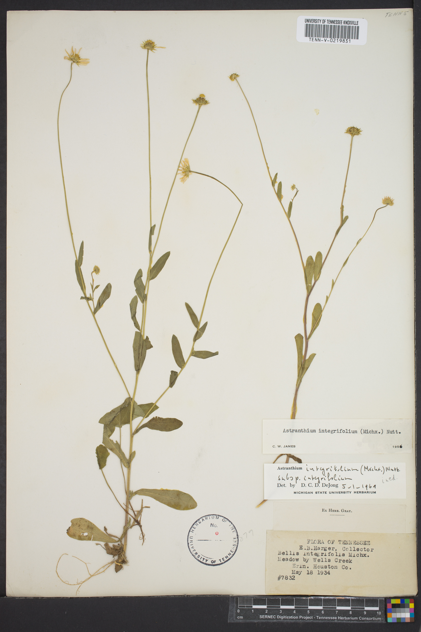 Astranthium integrifolium subsp. integrifolium image