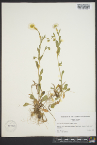 Astranthium integrifolium image