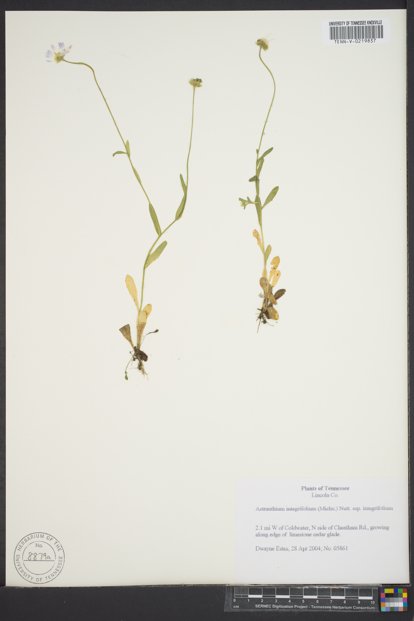 Astranthium integrifolium subsp. integrifolium image
