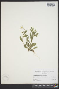 Astranthium integrifolium image