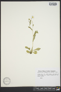 Astranthium integrifolium image