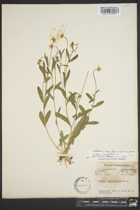 Astranthium integrifolium subsp. integrifolium image