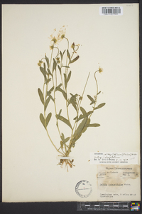 Astranthium integrifolium image