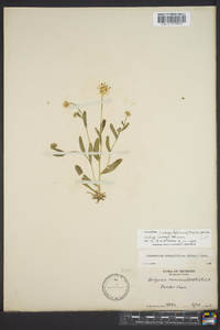 Astranthium integrifolium image