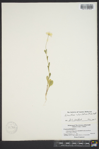 Astranthium integrifolium image