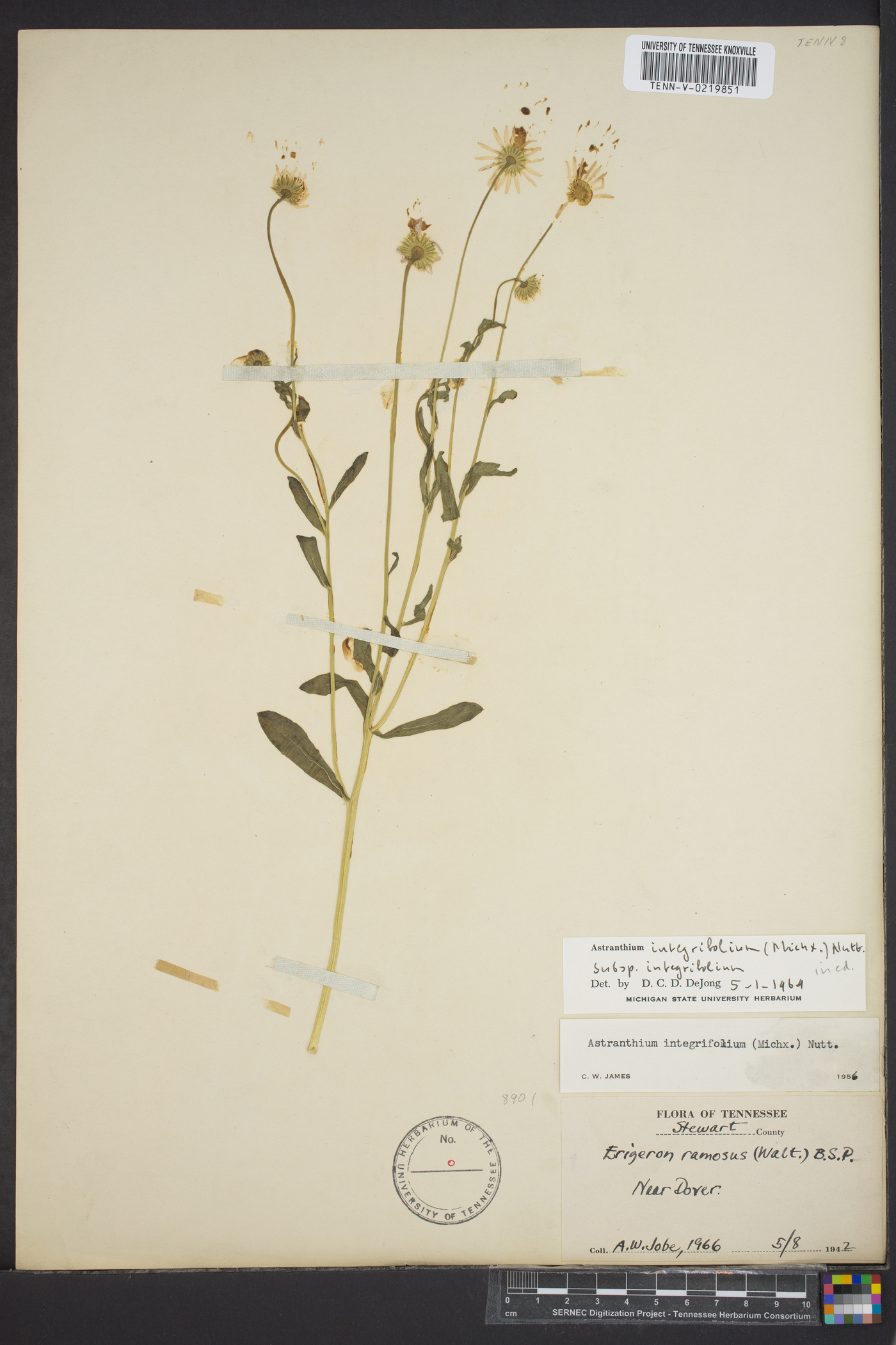 Astranthium integrifolium subsp. integrifolium image