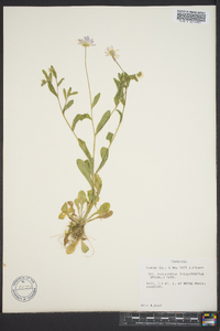 Astranthium integrifolium image