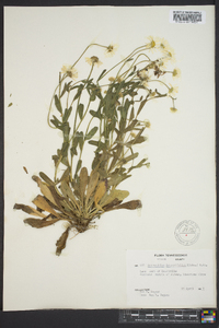 Astranthium integrifolium image