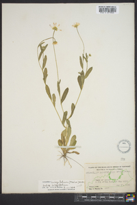 Astranthium integrifolium subsp. integrifolium image