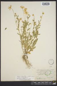 Astranthium integrifolium subsp. integrifolium image