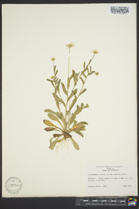 Astranthium integrifolium image