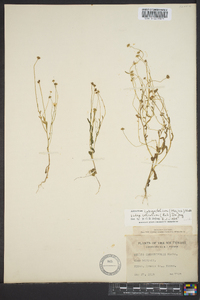 Astranthium integrifolium subsp. integrifolium image