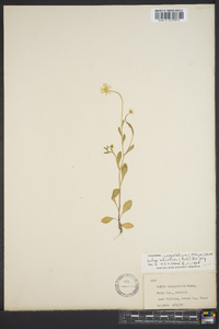 Astranthium integrifolium subsp. integrifolium image