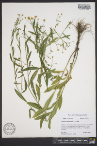 Boltonia asteroides image