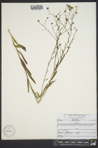 Boltonia asteroides image