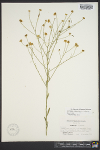 Boltonia asteroides image