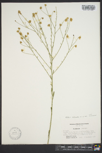 Boltonia asteroides image