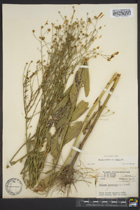 Boltonia diffusa var. diffusa image