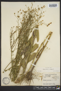 Boltonia diffusa image