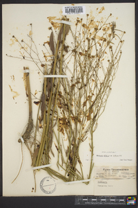 Boltonia diffusa image