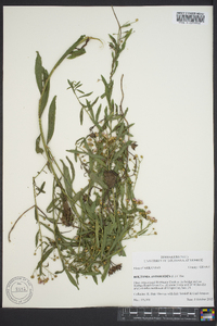 Boltonia asteroides image