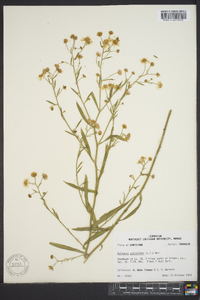 Boltonia asteroides image