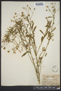 Boltonia asteroides image