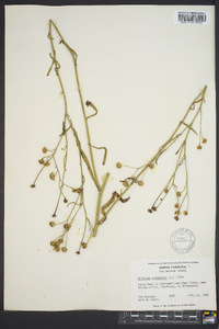 Boltonia asteroides image