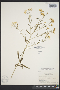 Boltonia asteroides image