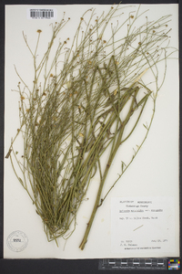 Boltonia asteroides image