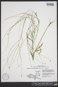 Boltonia diffusa image