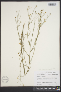 Boltonia diffusa image
