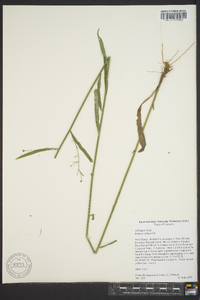 Boltonia diffusa image